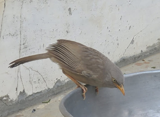 બોલકી લેલા