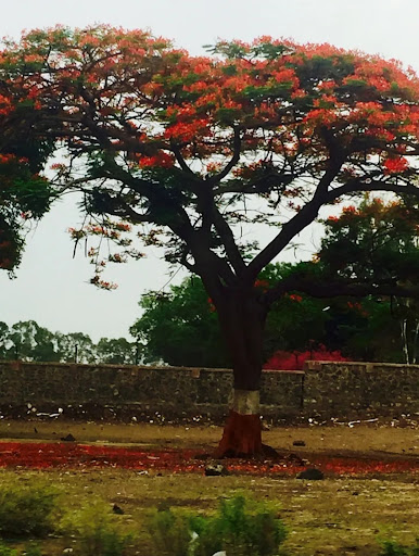ગુલમ્હોર ગર તુમ્હારા નામ હોતા...